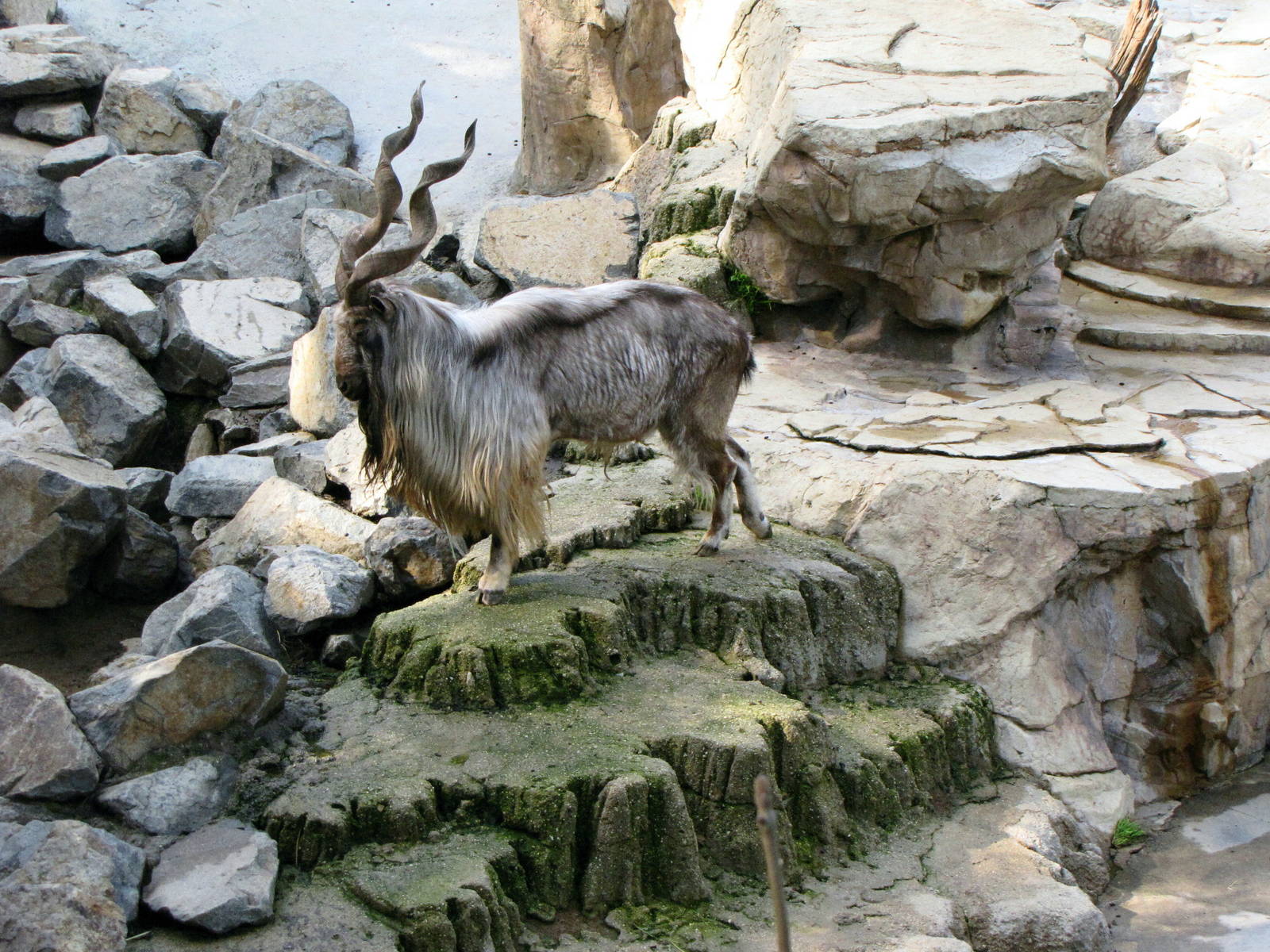 Male Markhor