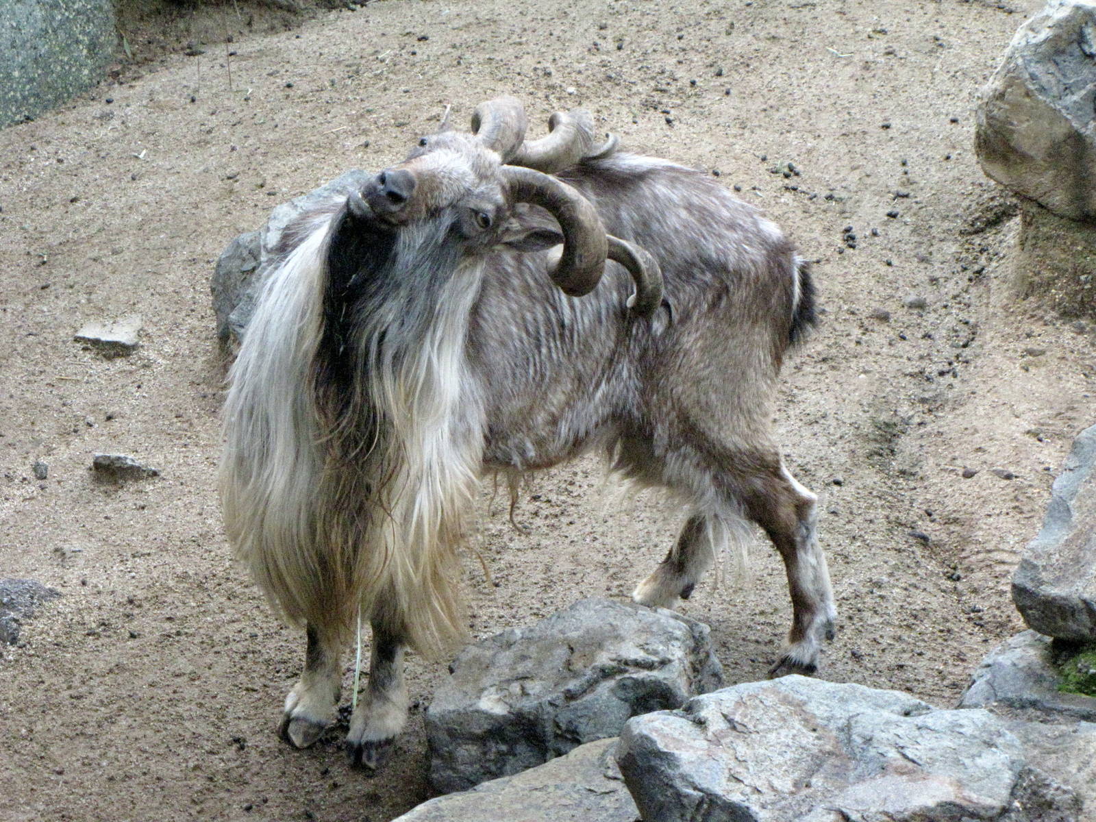 Male Markhor