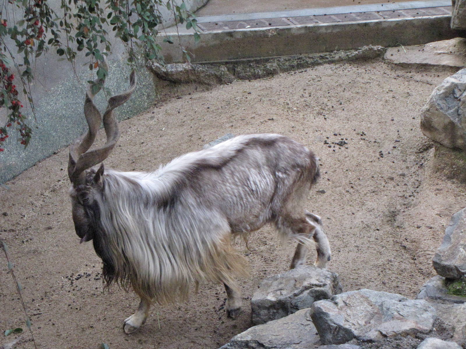 Male Markhor