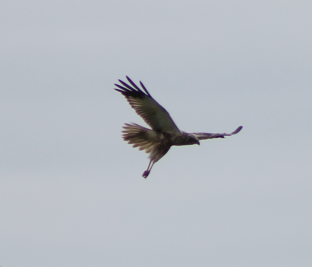 Male Marsh Harrier