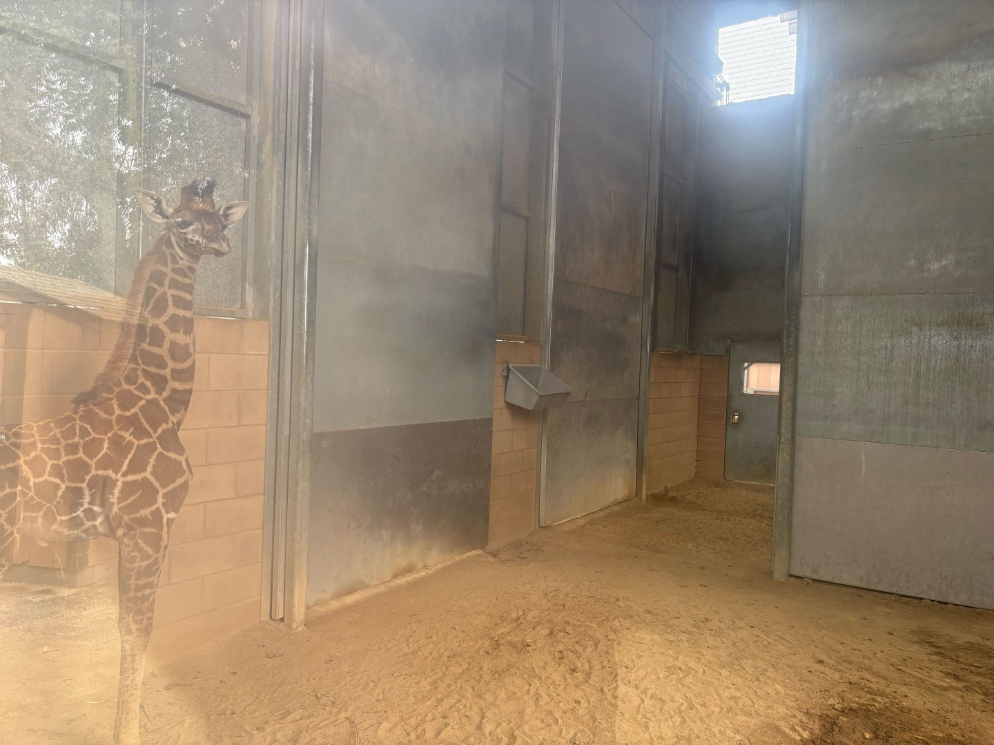 Male Masai Giraffe Calf (born 7/4)