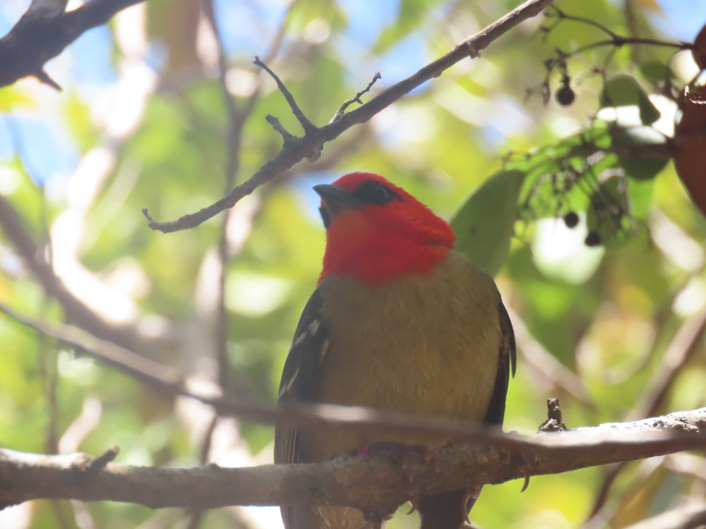 male mauritus fody Ile aux Aigrettes.  20220