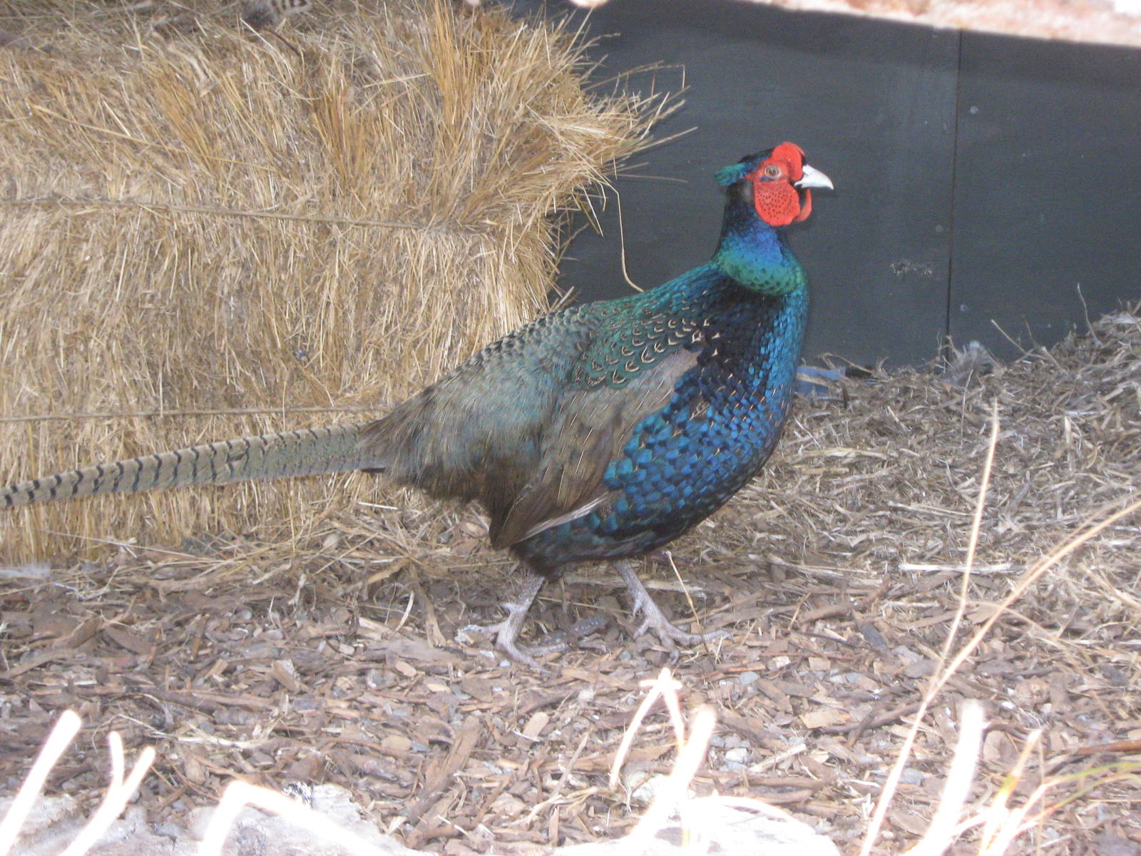 male melanistic ringneck pheasant (Phasianus colchicus)