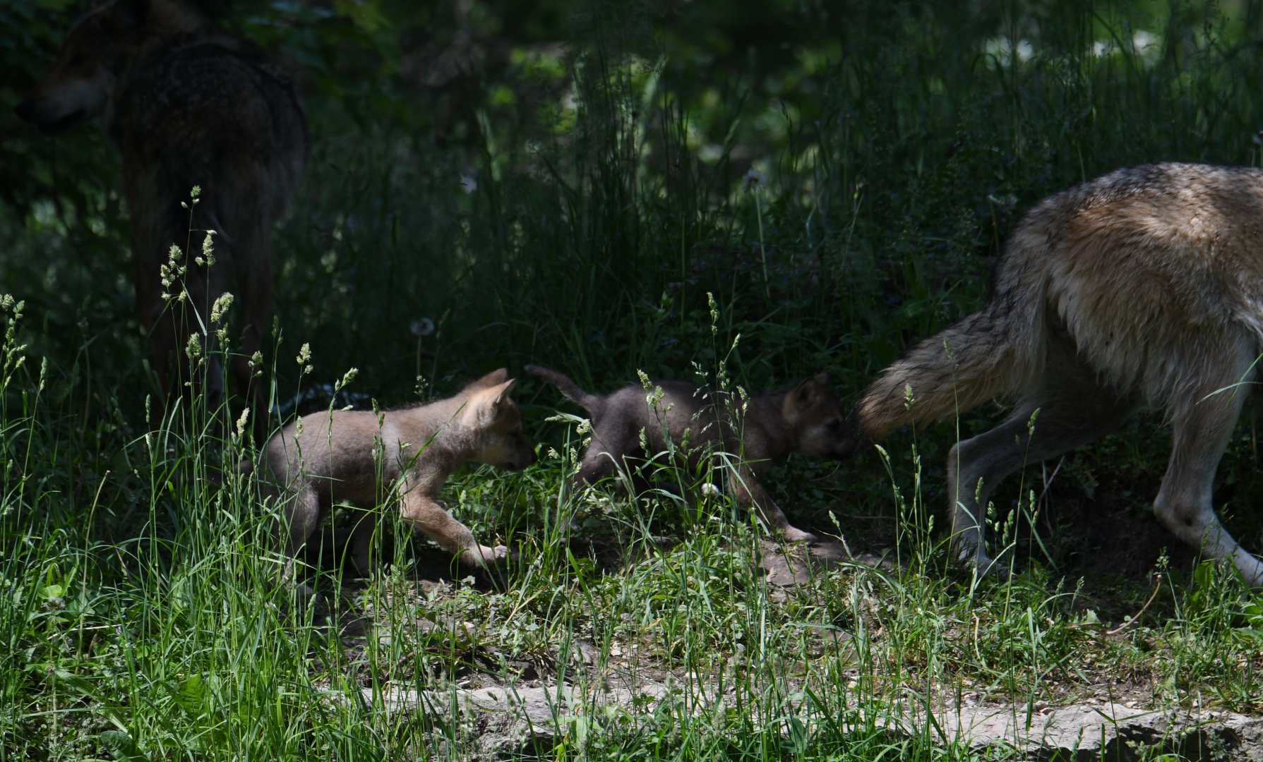 Male Mexican grey wolf pups - 1 month old