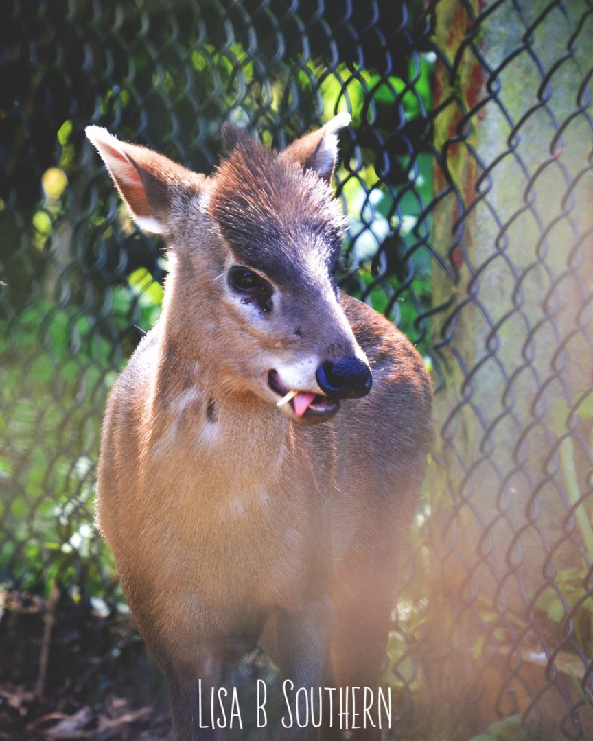 Male Michie's Tufted Deer