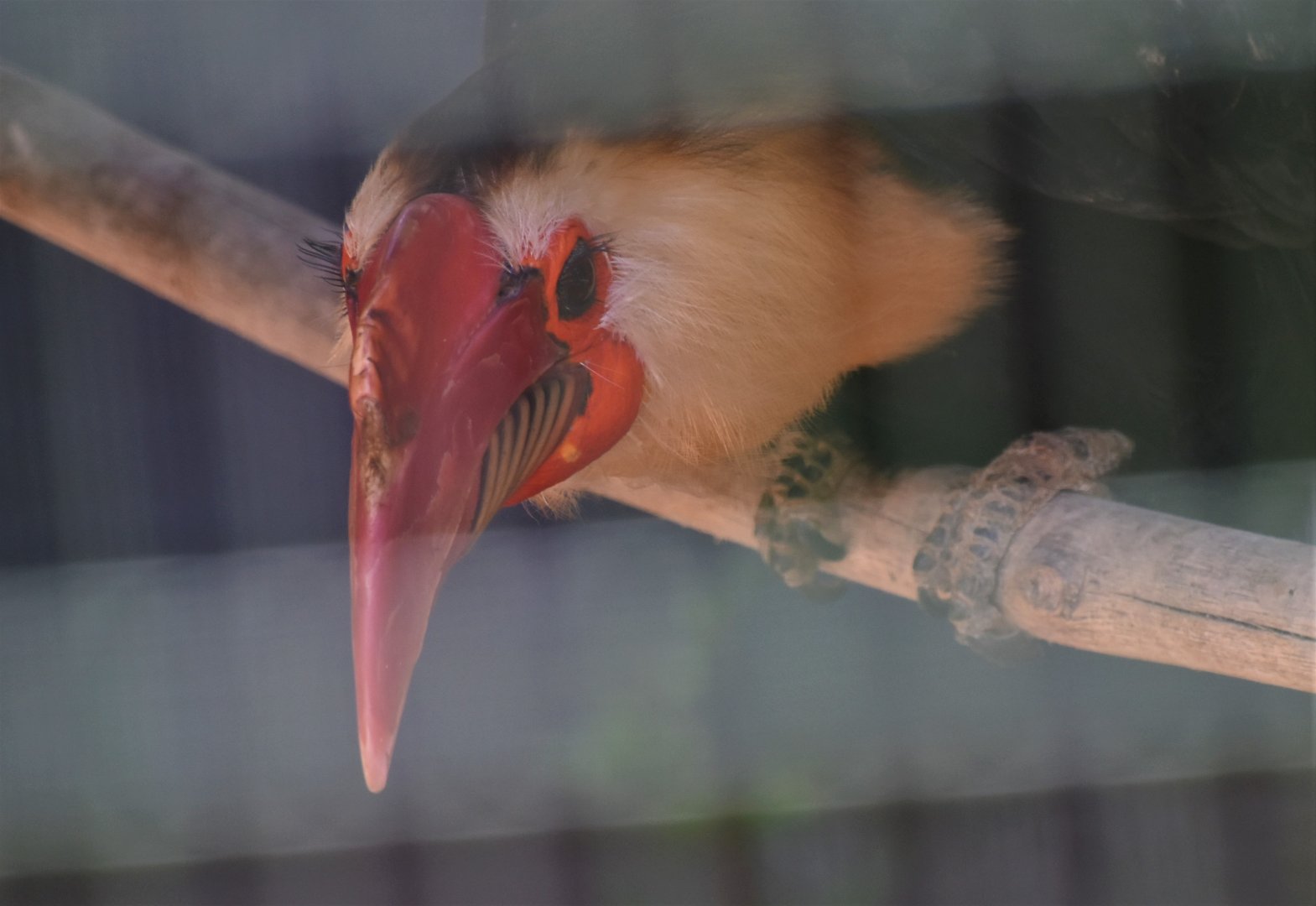 Male Mindanao Wrinkled Hornbill