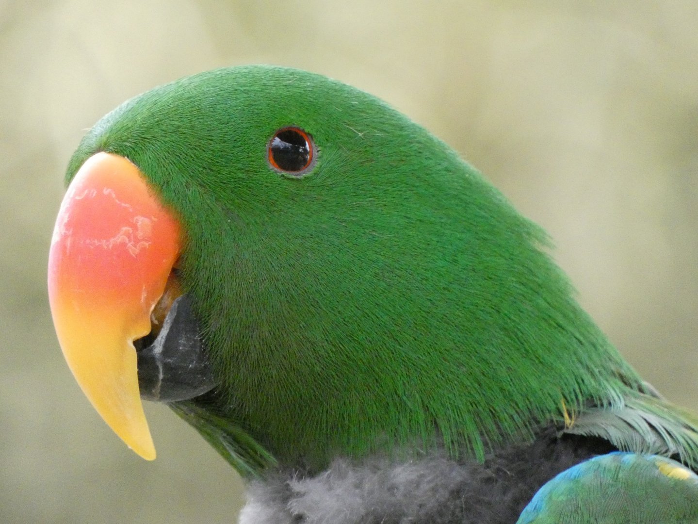 Male mollucan eclectus