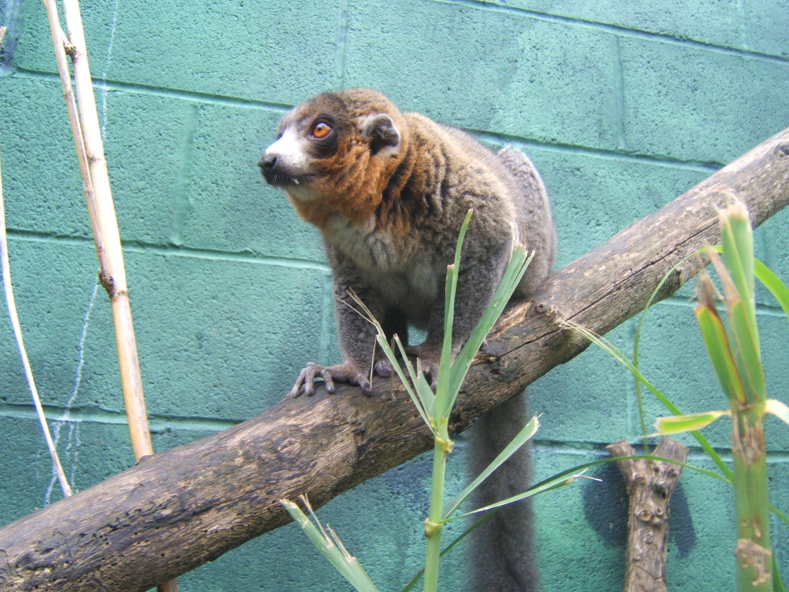 Male Mongoose Lemur