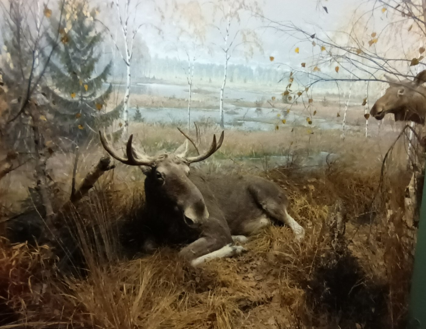 male Moose Diorama