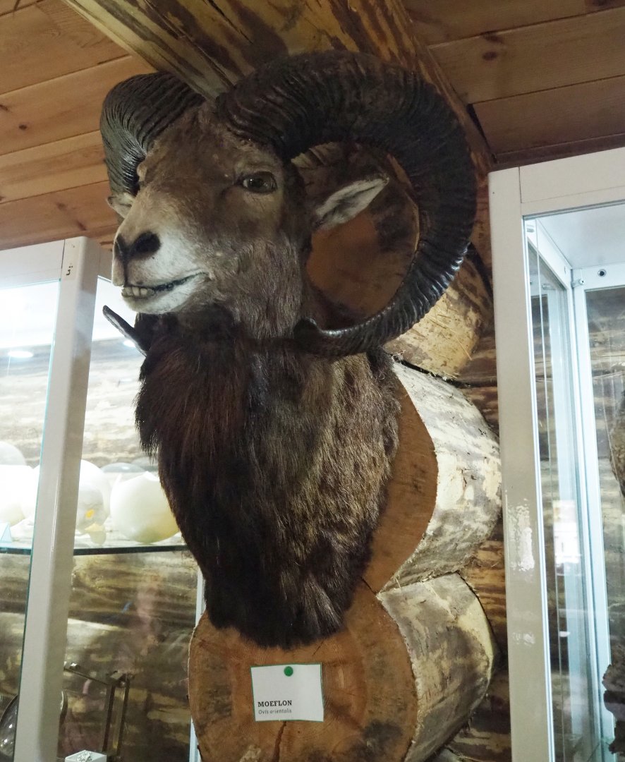 Male Mouflon (Ovis orientalis) head mount specimen, 2022-05-17