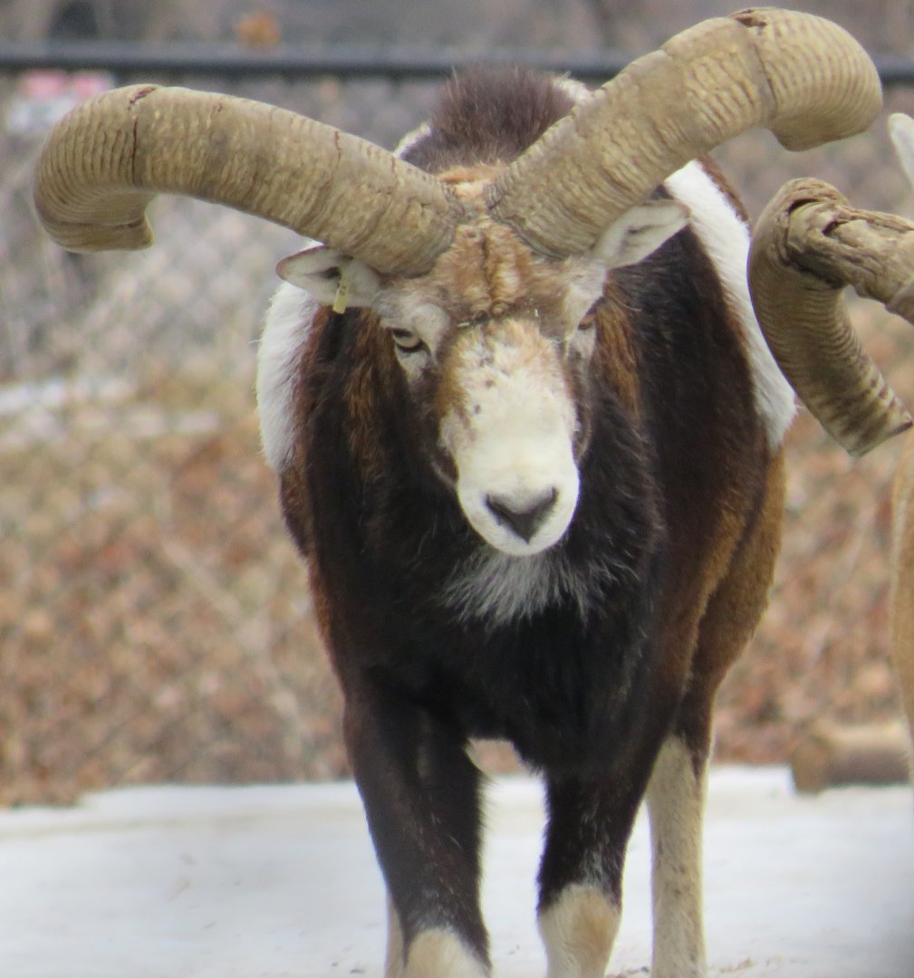Male mouflon