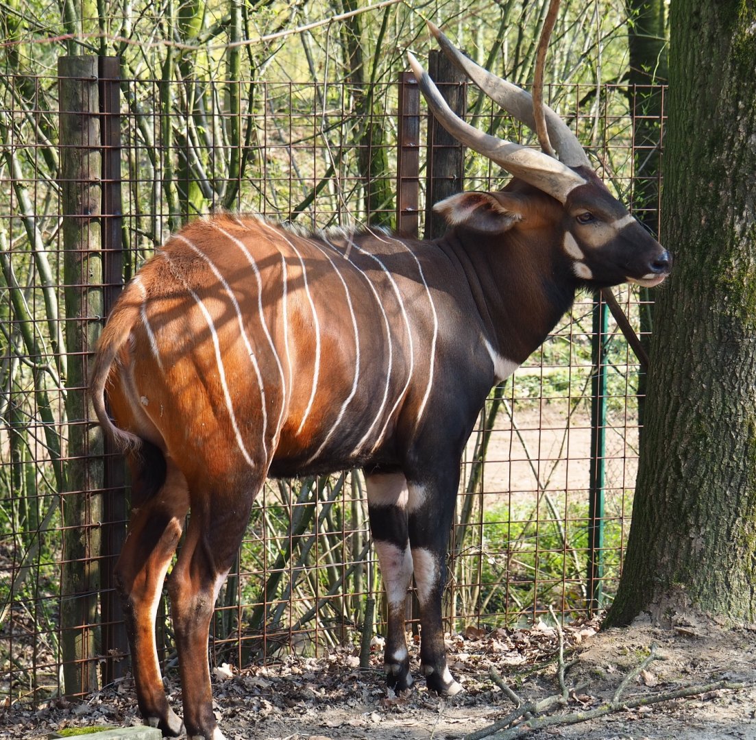 Male mountain bongo (Tragelaphus eurycerus isaaci), 2019-03-30