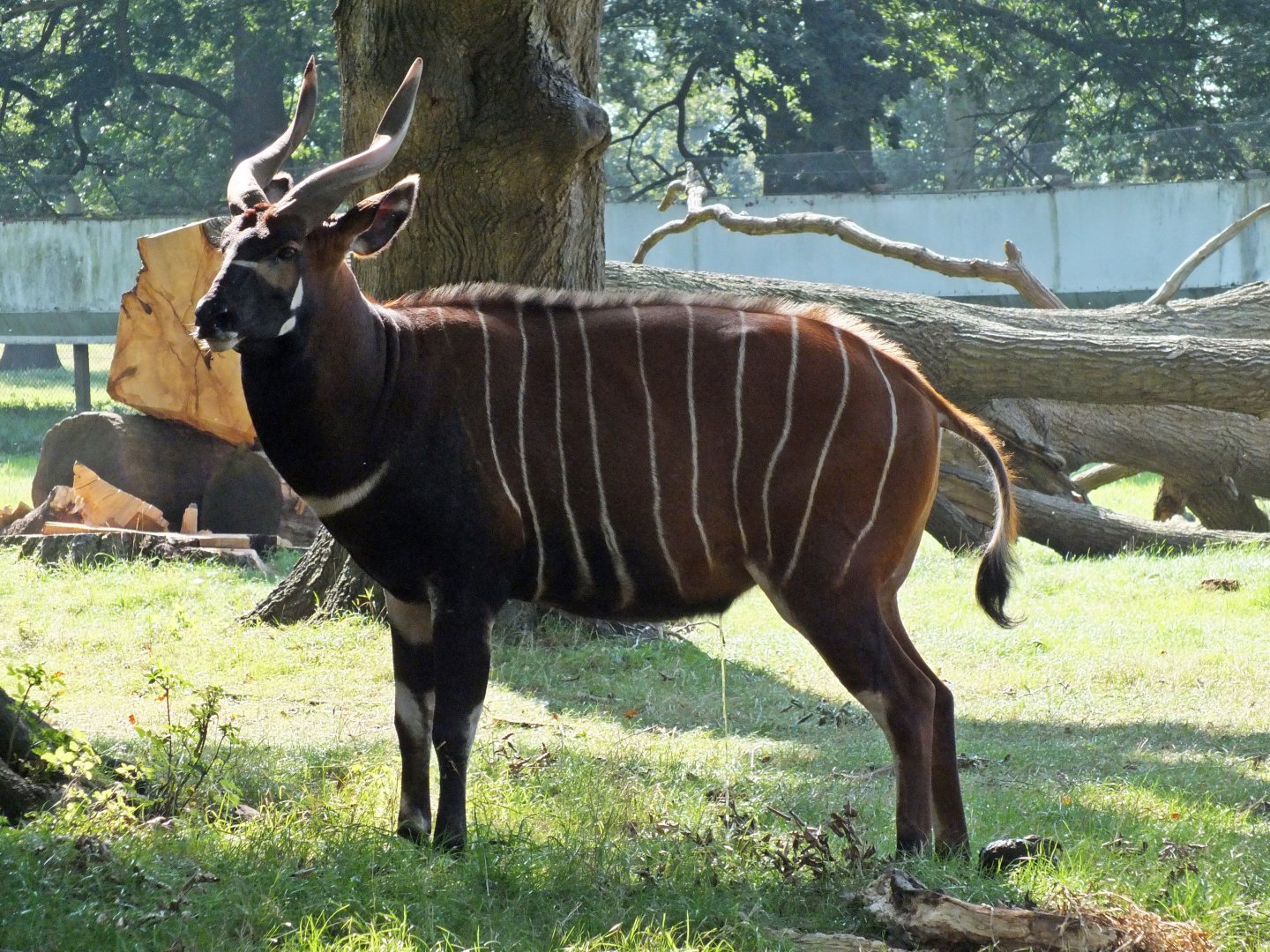 Male mountain bongo