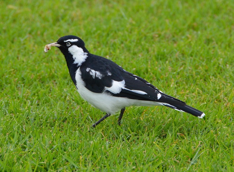 Male mudlark.