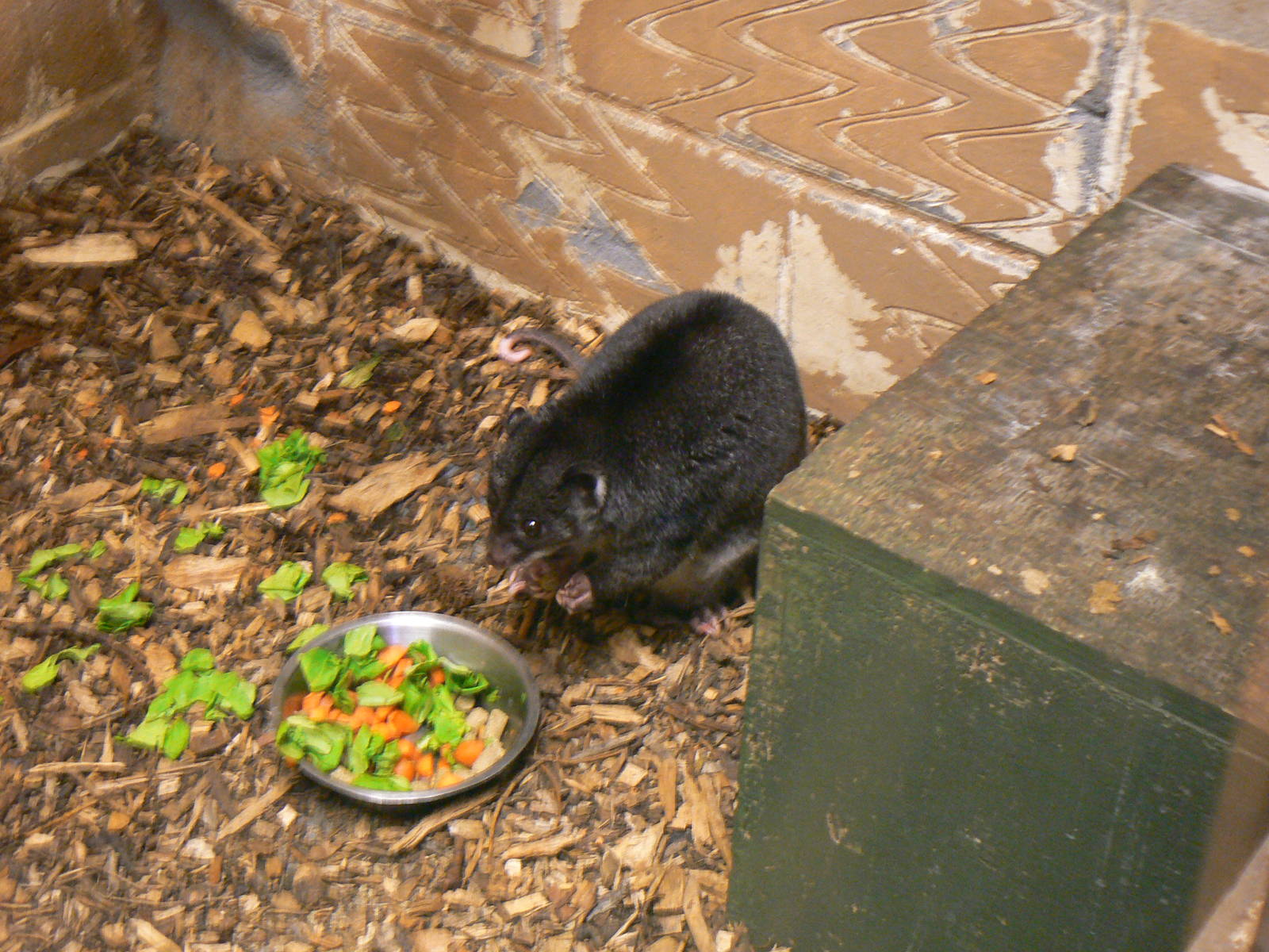 Male New Guinea Ground Cuscus - 6 August 2016, Kirkley Hall Zoological Gard
