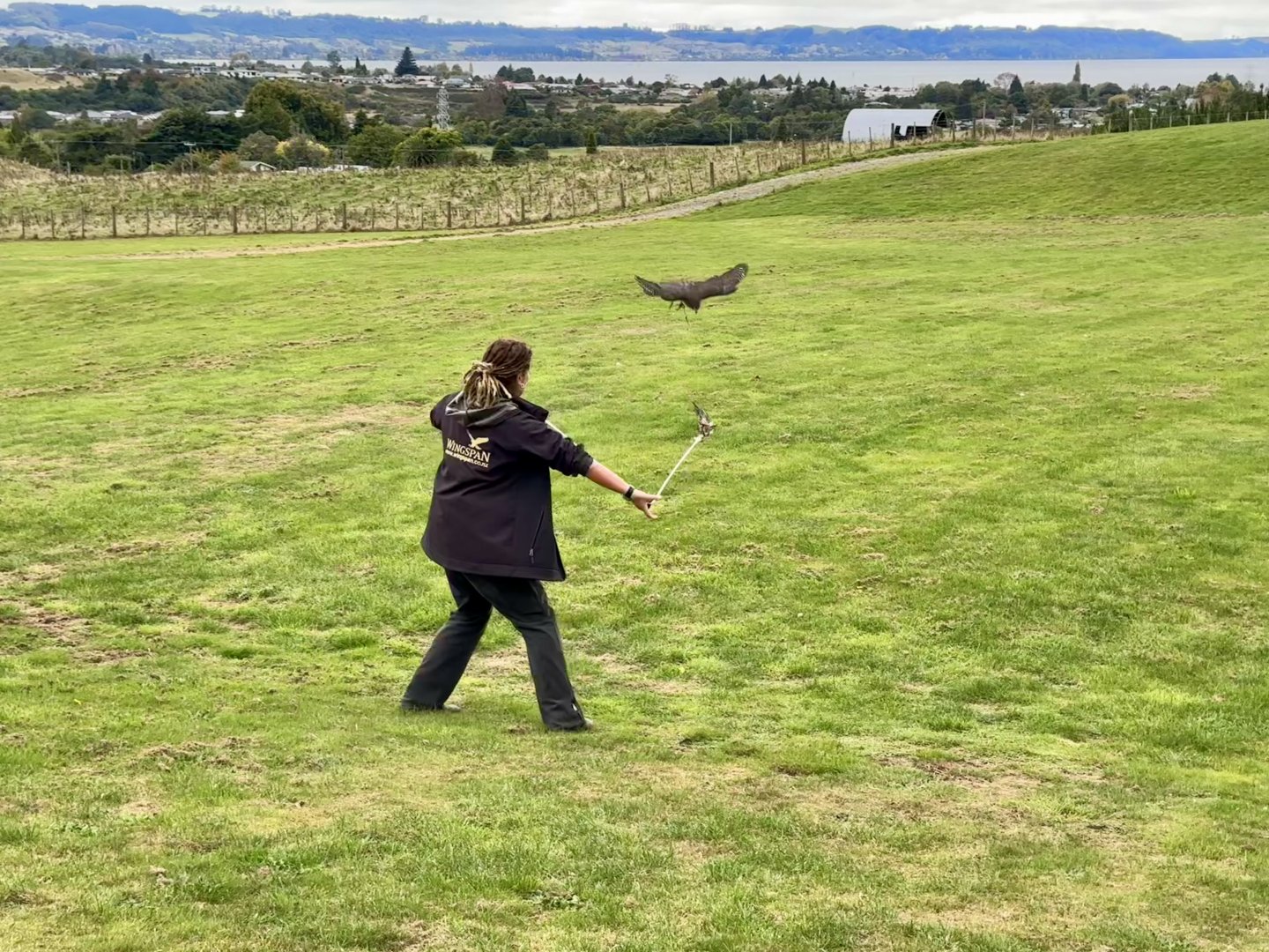 Male New Zealand Falcon Lure Training