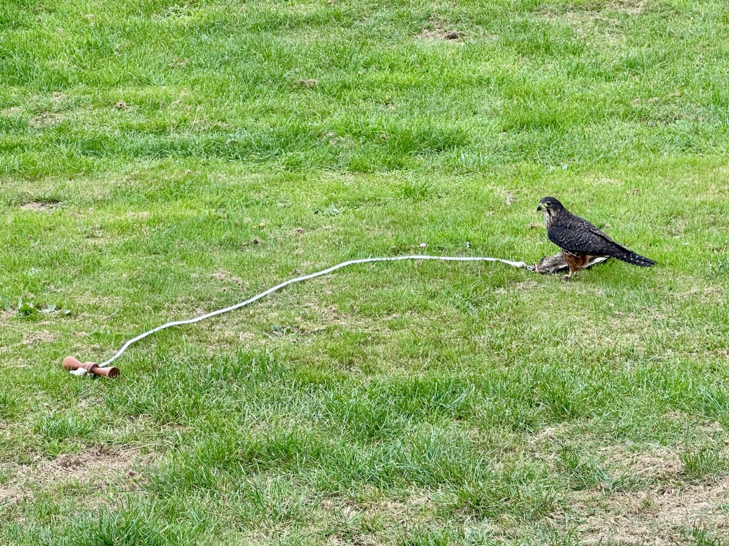 Male New Zealand Falcon Lure Training