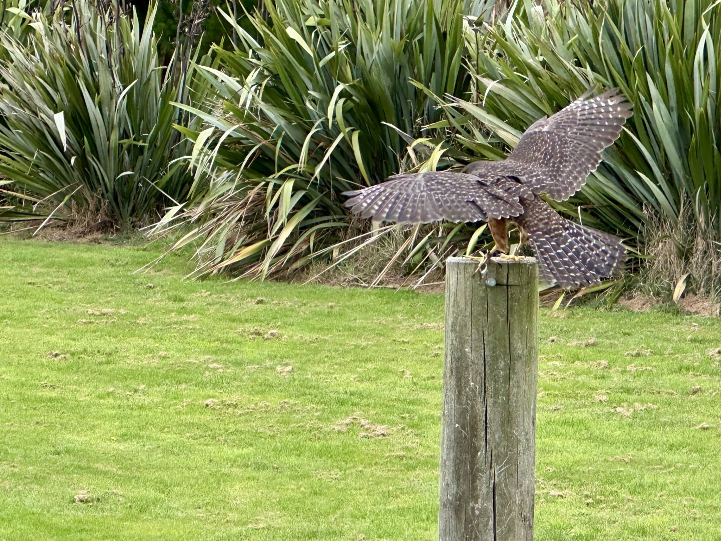 Male New Zealand Falcon Wingspan