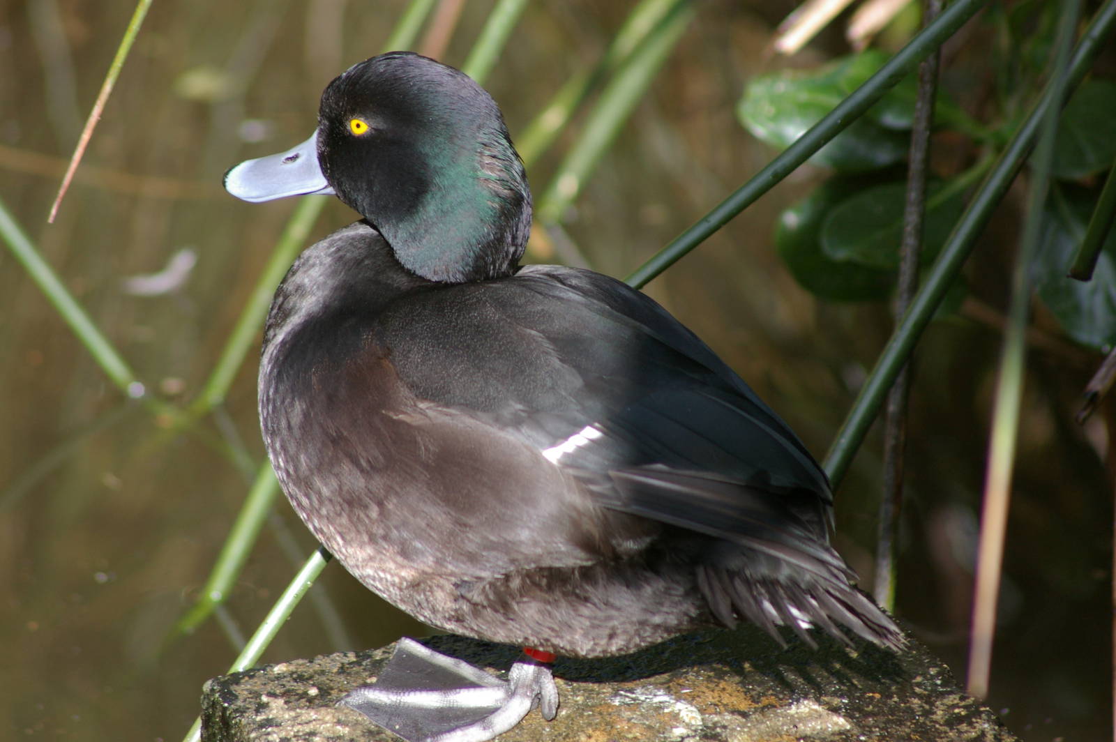 male New Zealand scaup (Aythya novaeseelandiae)