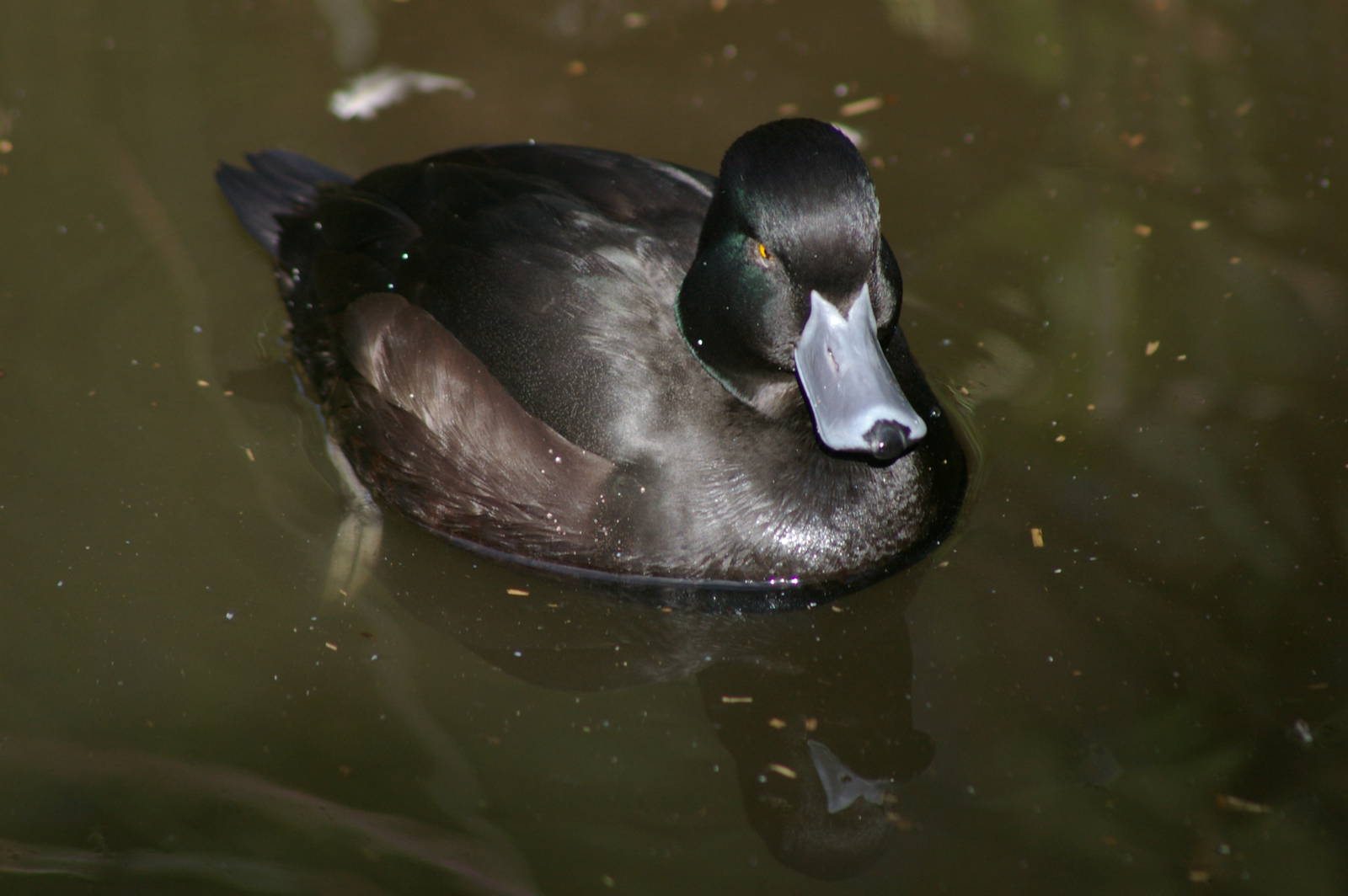 male New Zealand scaup (Aythya novaeseelandiae)
