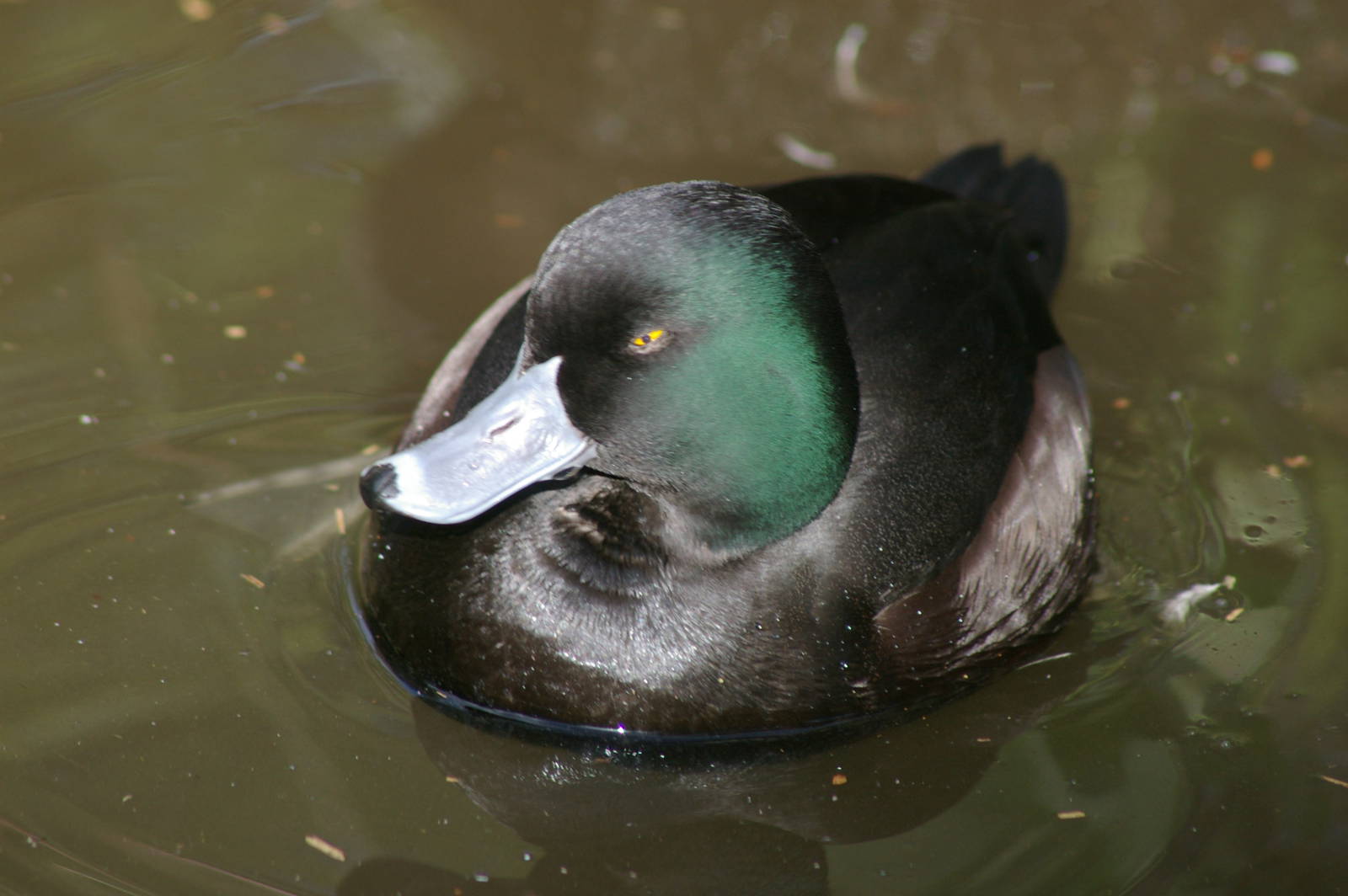 male New Zealand scaup (Aythya novaeseelandiae)