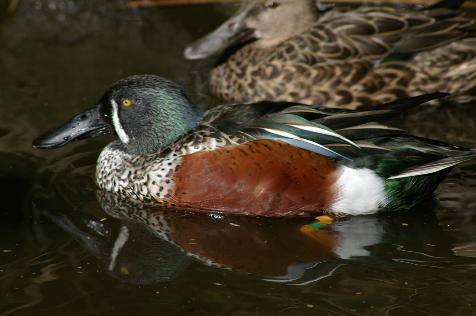 male New Zealand shoveller (Anas rhynchotis variegata)