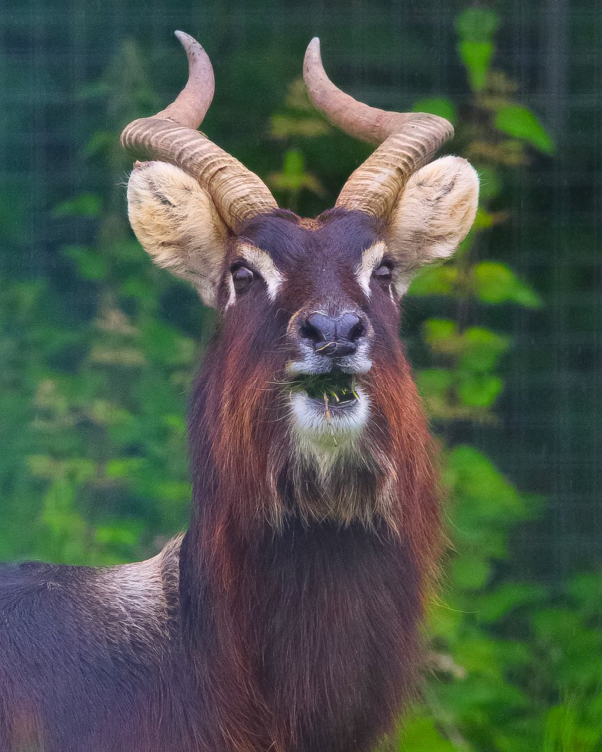 Male Nile Lechwe- 11th June 2024