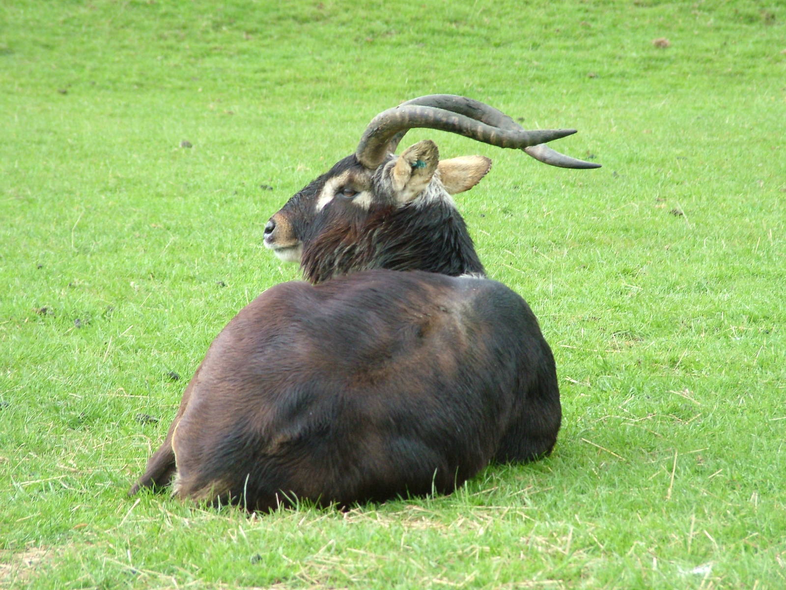 Male Nile Lechwe at Whipsnade 08/05/10