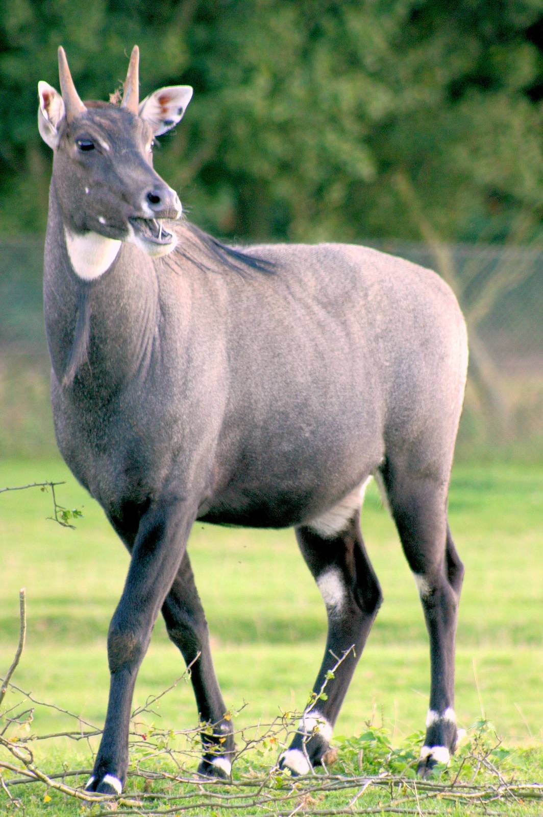 Male nilgai; Whipsnade; 19th September 2015