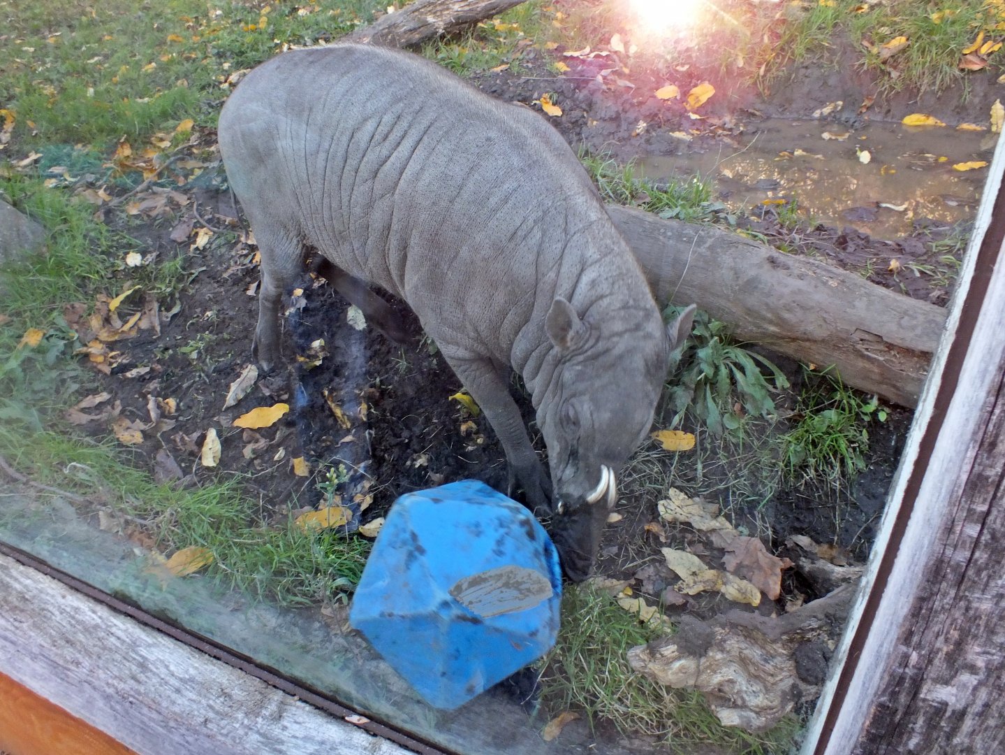 Male North Sulawesi babirusa
