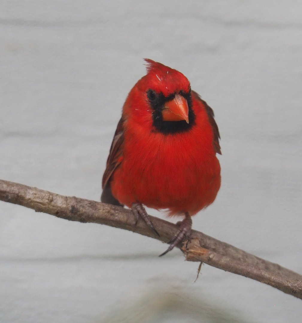 Male Northern cardinal (Cardinalis cardinalis), 2021-06-12
