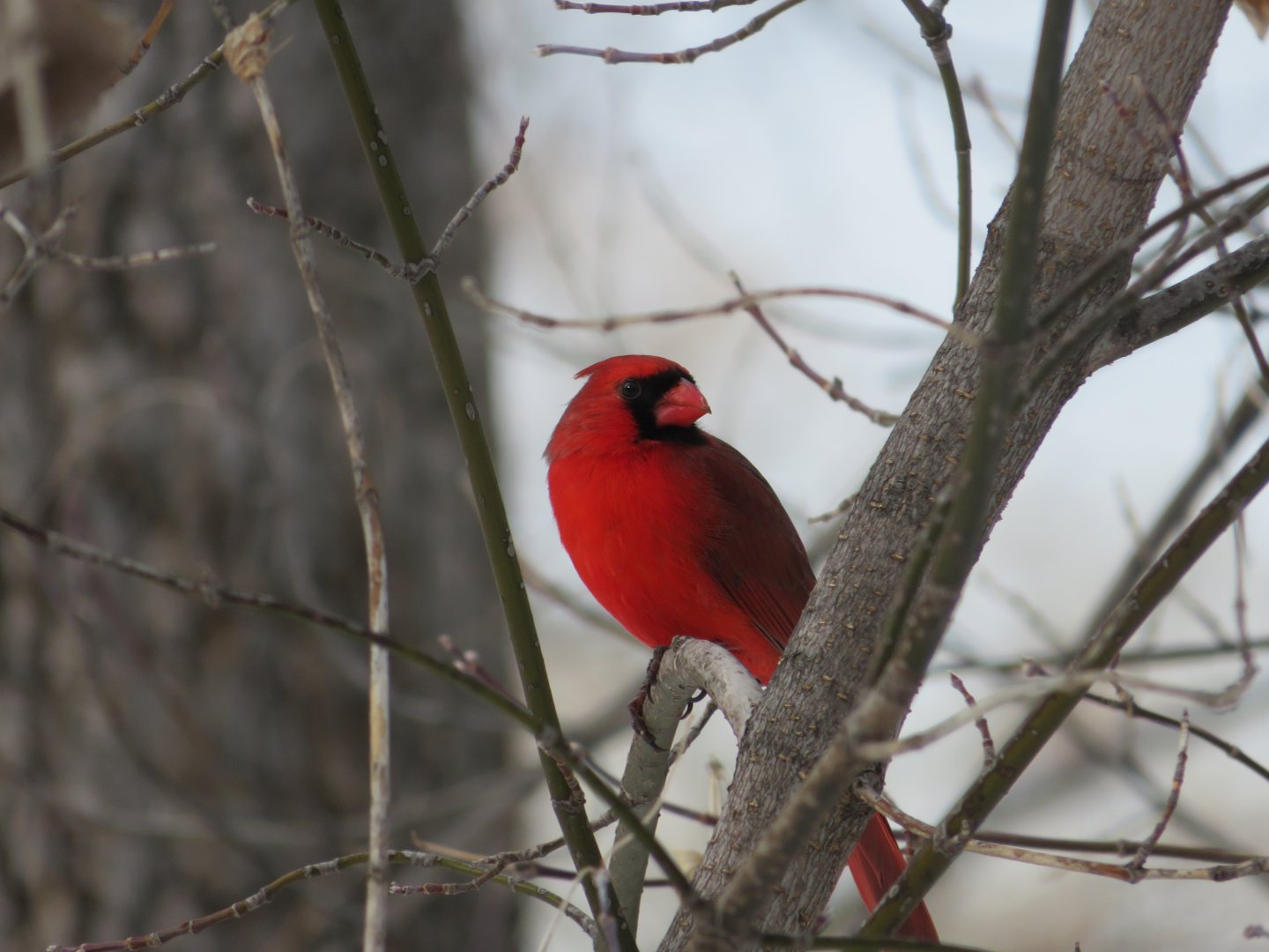 Male Northern Cardinal