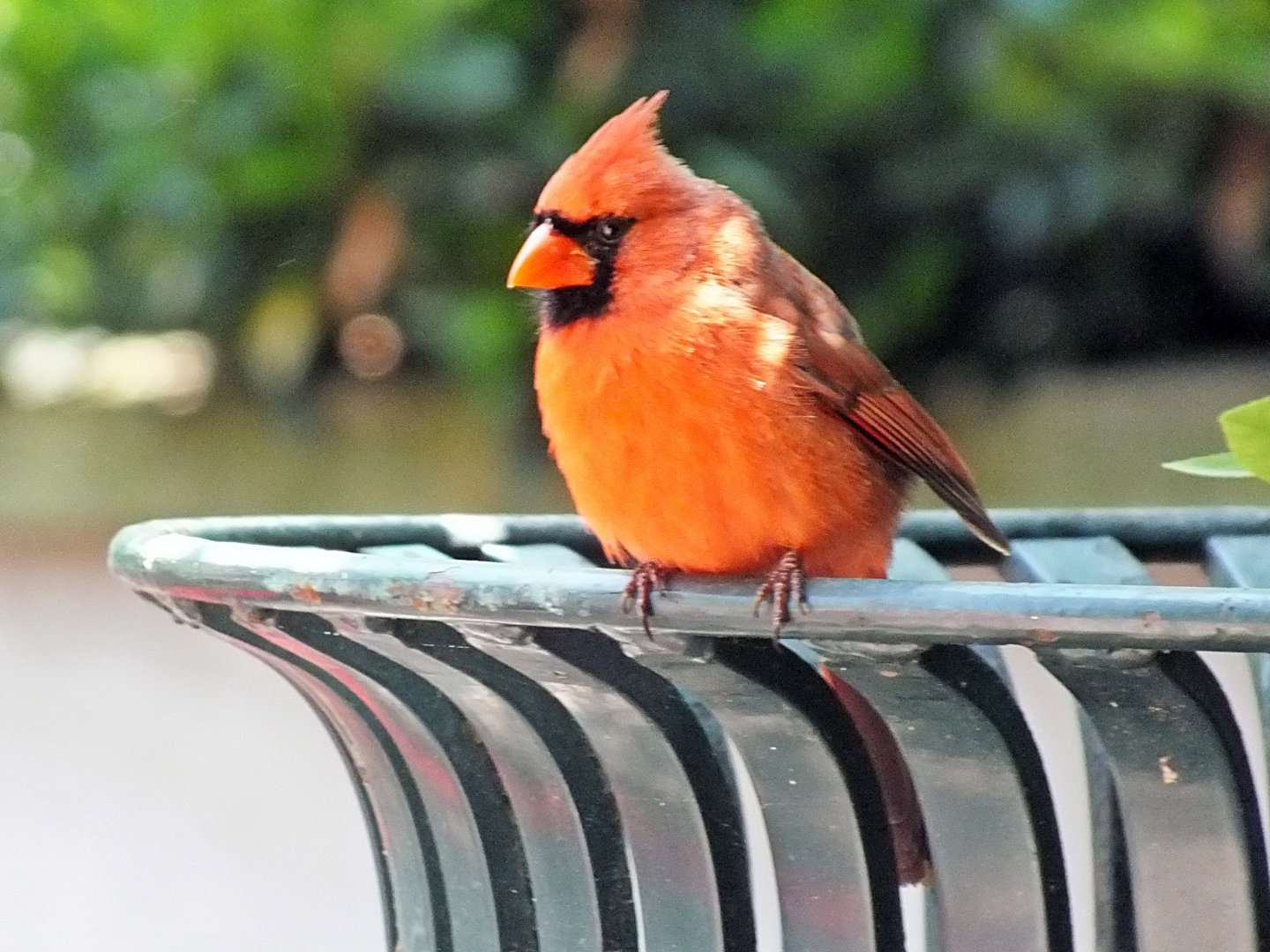 Male northern cardinal