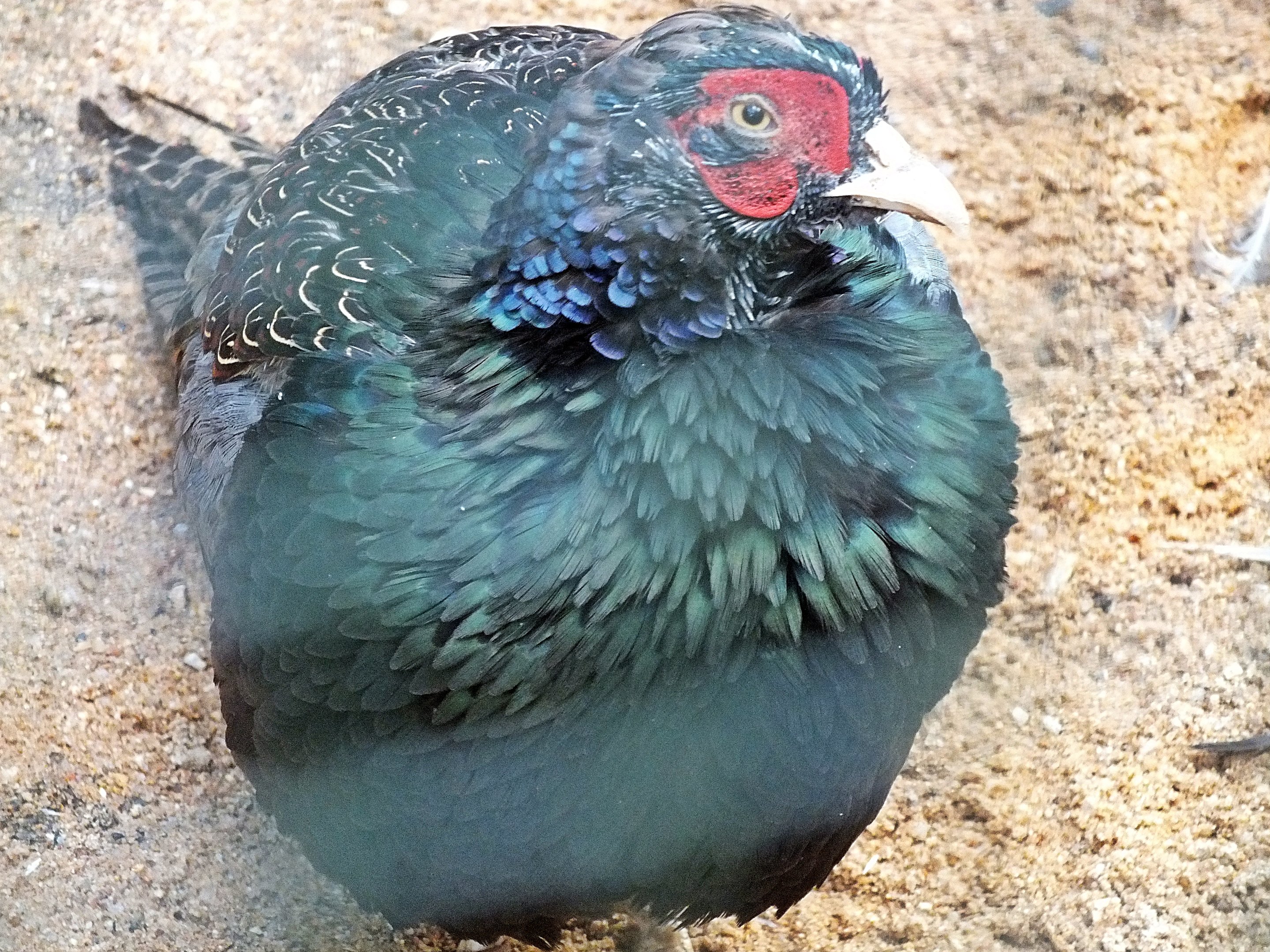 Male northern green pheasant