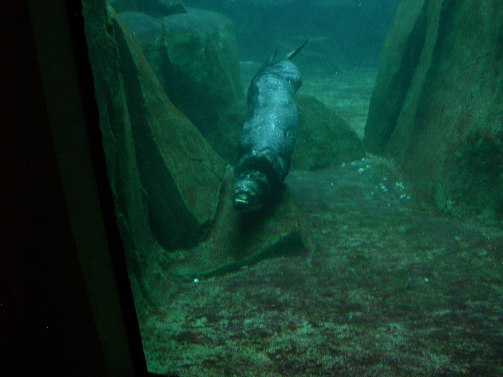 Male Northern Sea Otter