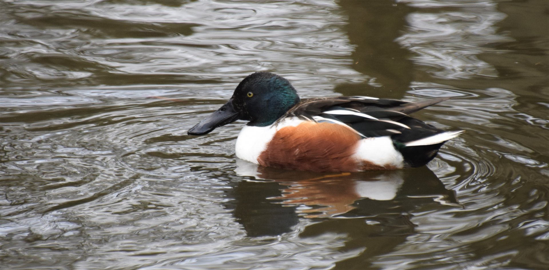Male Northern shoveler