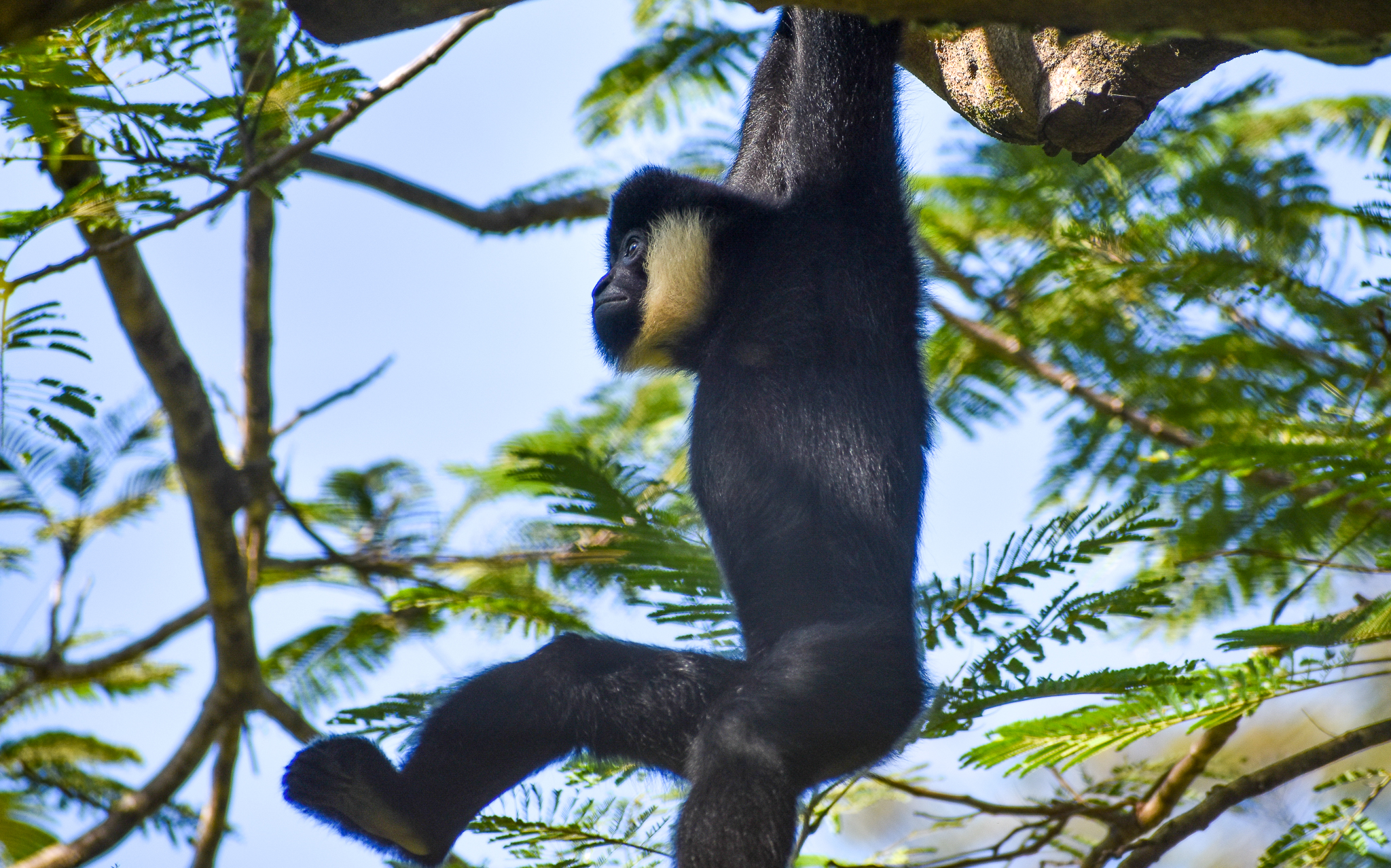 Male Northern White-cheeked Gibbon in tree