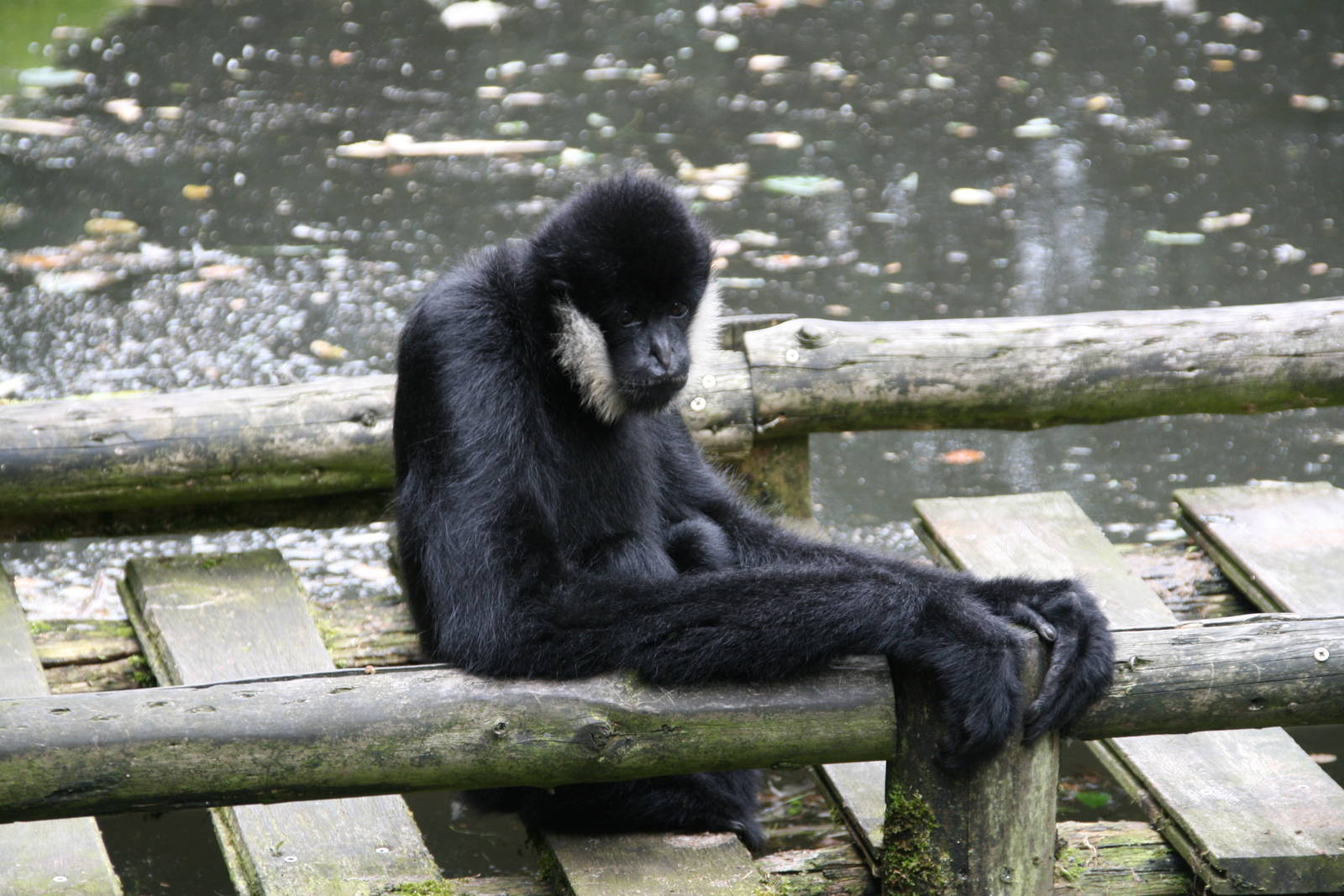 male Northern white-cheeked gibbon