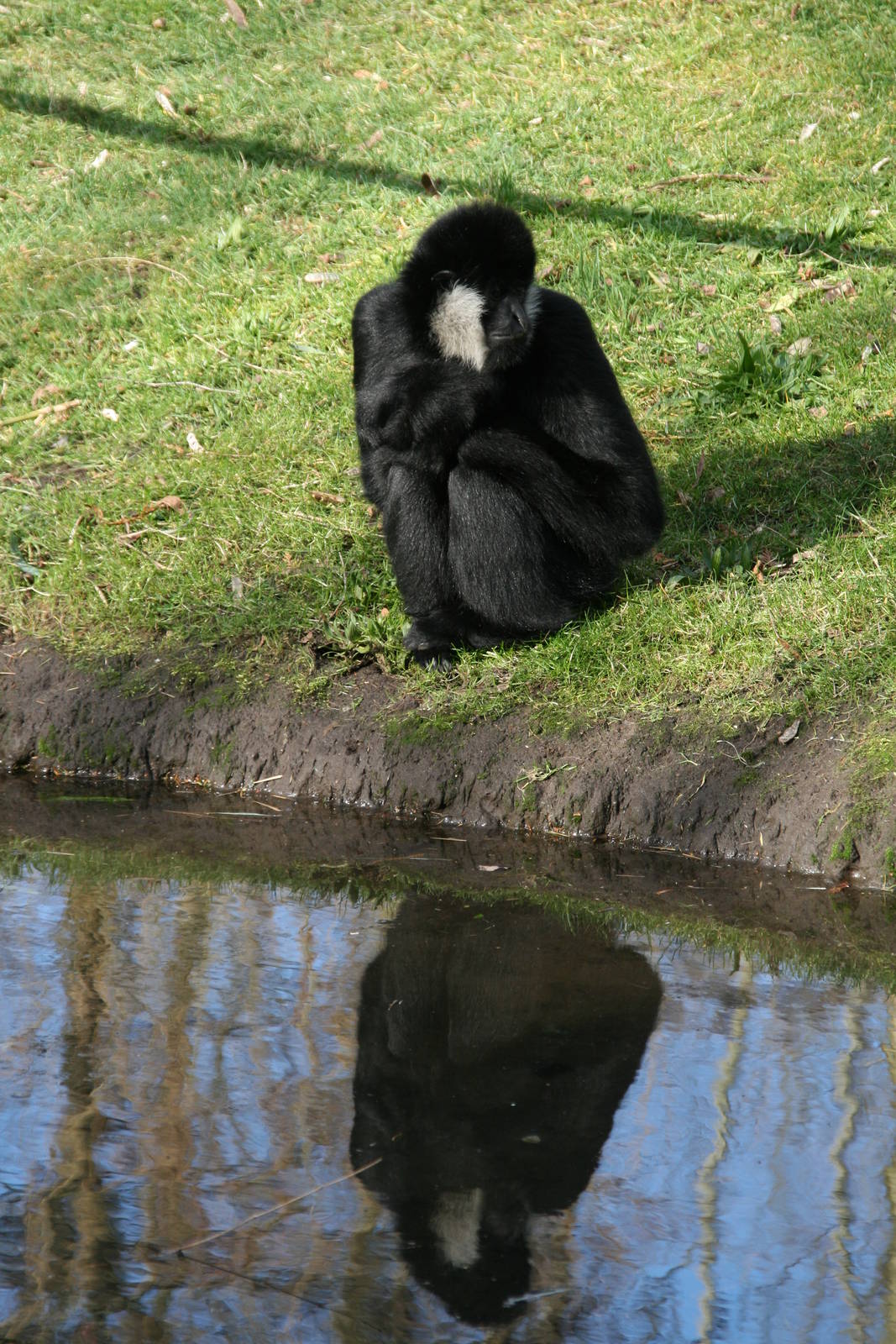 male Northern white-cheeked gibbon