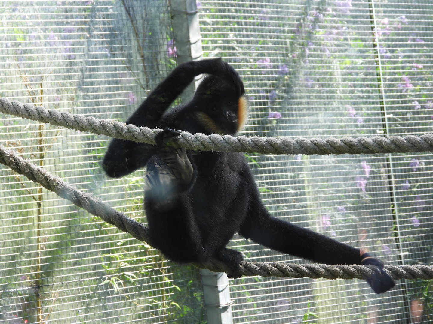 Male northern white-cheeked gibbon