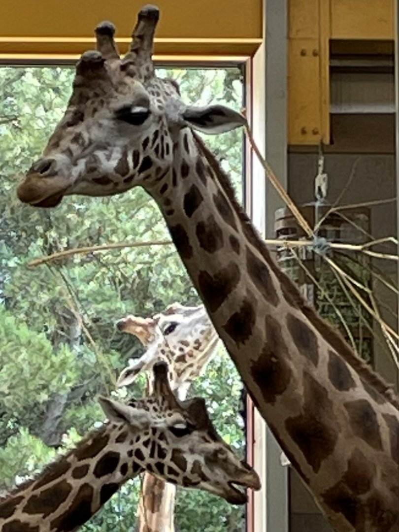 Male Nubian Giraffe