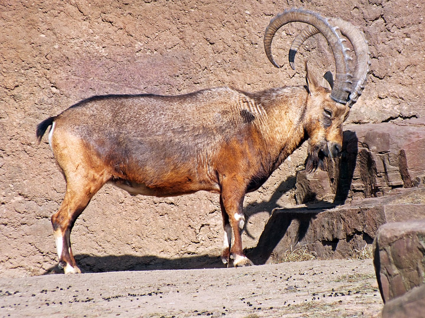 Male Nubian ibex