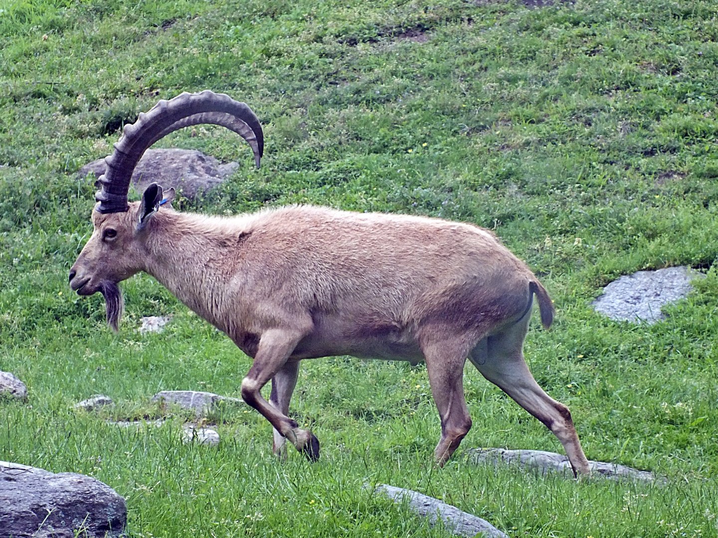 Male Nubian ibex