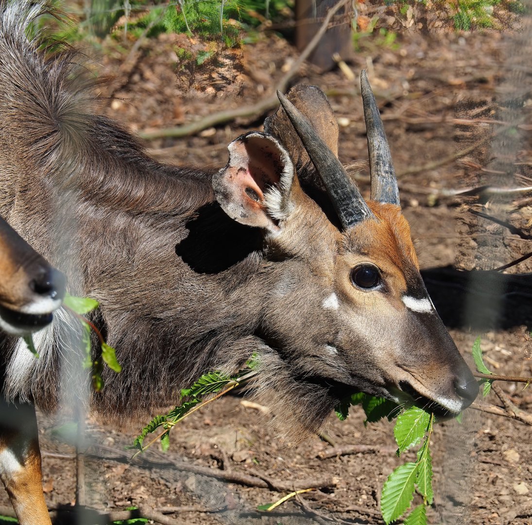 Male Nyala (Tragelaphus angasii), 2023-06-24