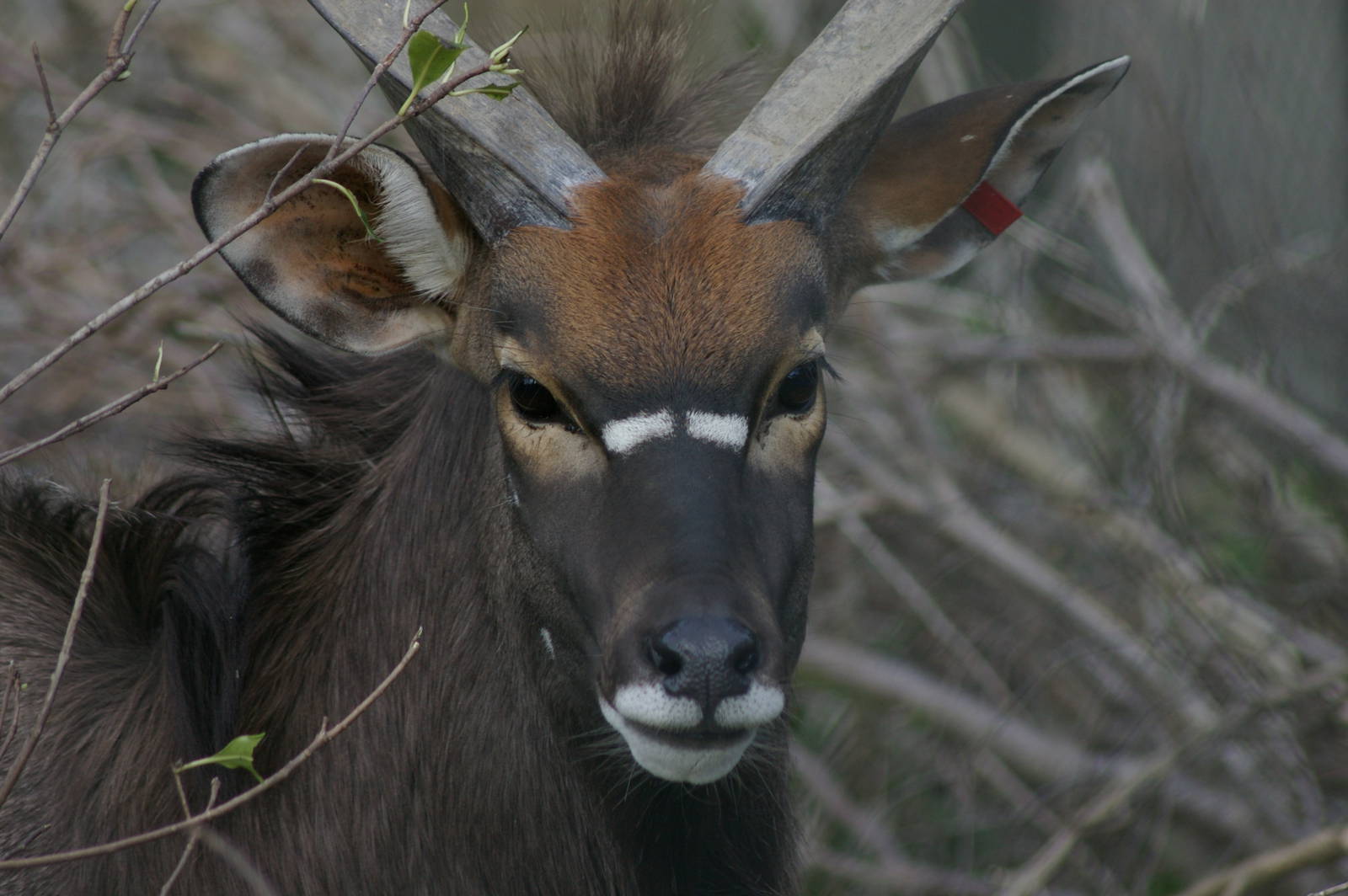 male nyala (Tragelaphus angasii)
