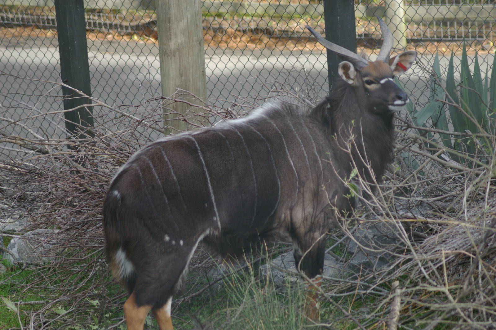 male nyala (Tragelaphus angasii)