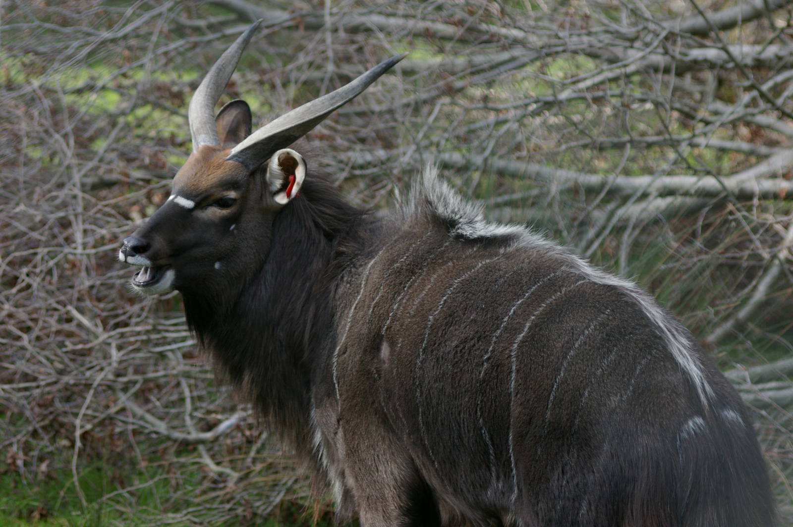 male nyala (Tragelaphus angasii)