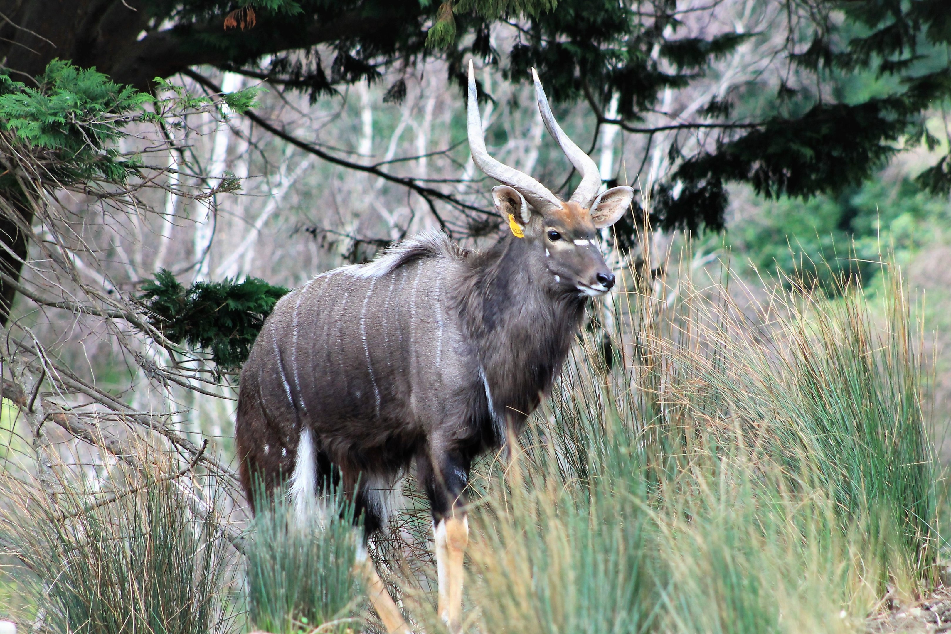 Male Nyala (Tragelaphus angasii)