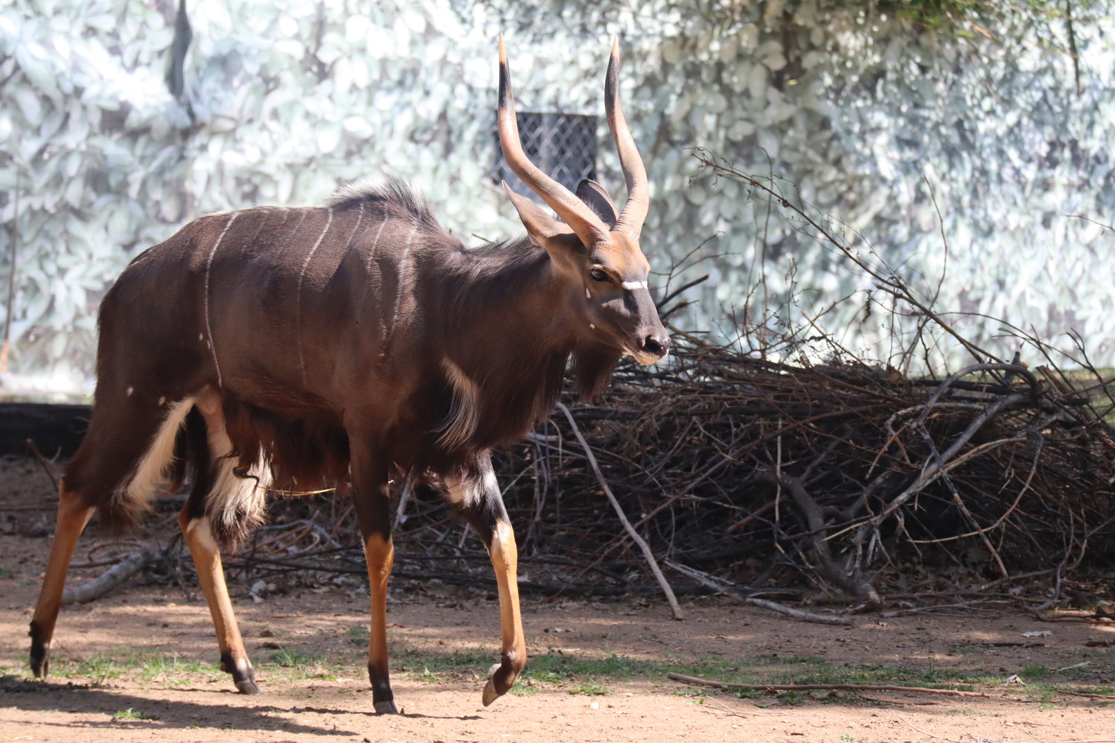 Male Nyala