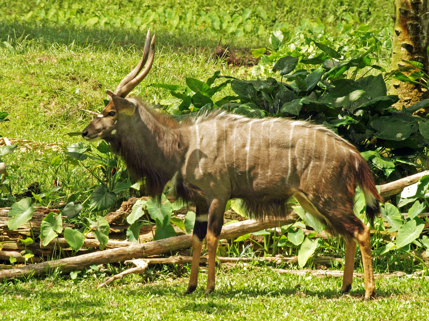 Male nyala